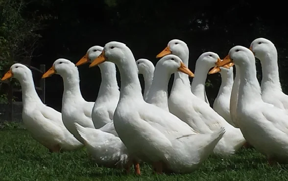 Aylesbury x Duck
