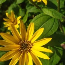Jerusalem Artichoke