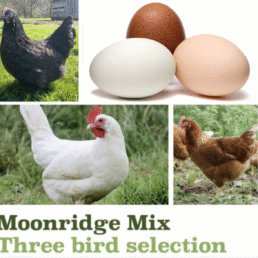 The Moonridge Mini Flock - 3 Bird Selection