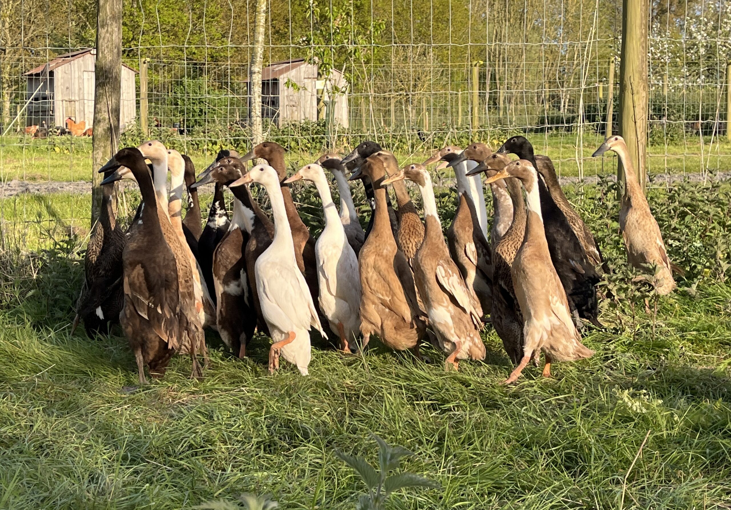 Indian Runner Ducks - Image 3