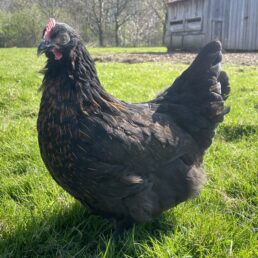 Chestnut Ranger (dark brown egg layer)
