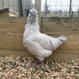 Lavender Araucana