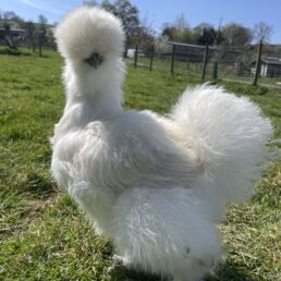 Silkie Bantams