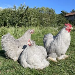 Lavender Pekin bantam - Hatching Eggs