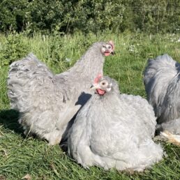 Pekin bantam