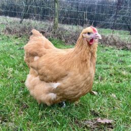 Buff Orpington - Largefowl - Hatching eggs