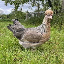 Crested Cream Legbar - Largefowl - Hatching eggs