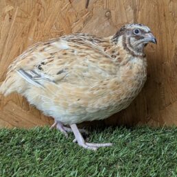 Quail - Coturnix - Hatching eggs