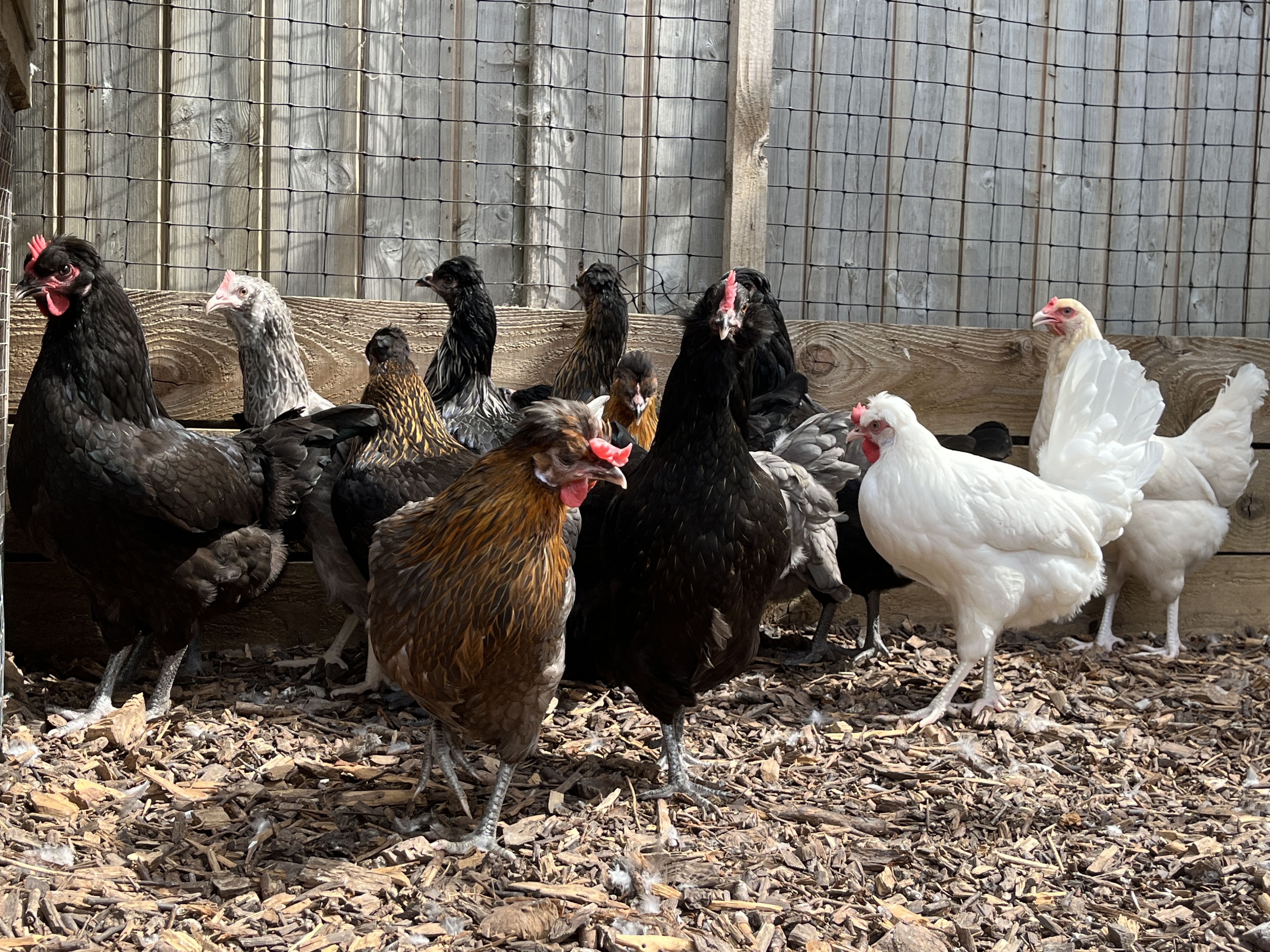 Easter Egger Chicken