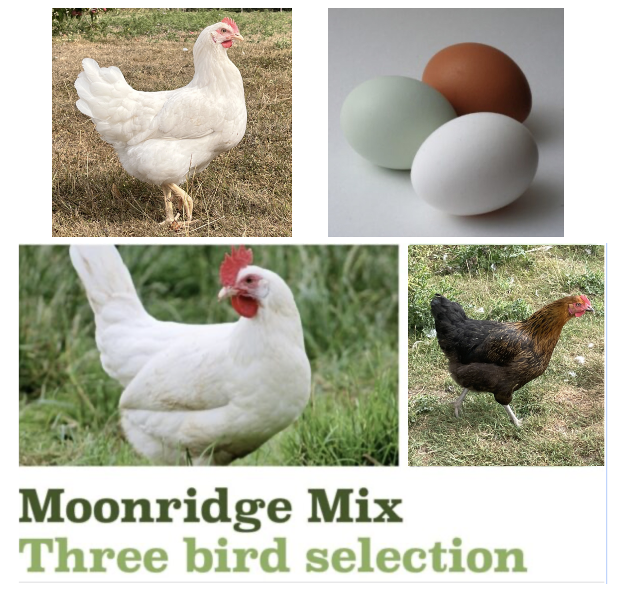 The Moonridge Mini Flock - 3 Bird Selection